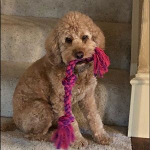 Meet your Posher, Abbey